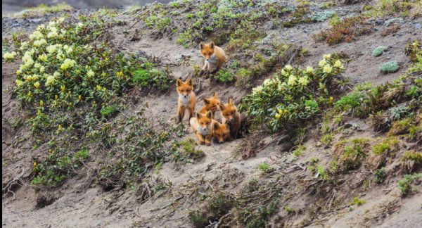 Лисы камчатки