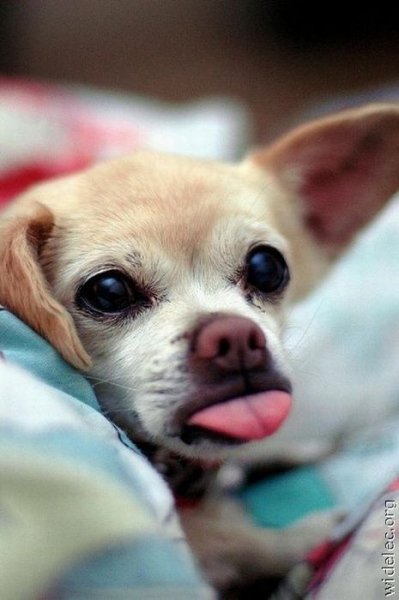 А я и не дразнюсь