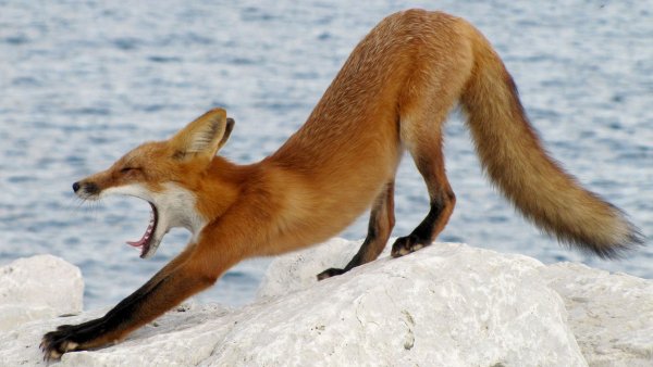 86b7202c82085ed3d193b5233a1061fd