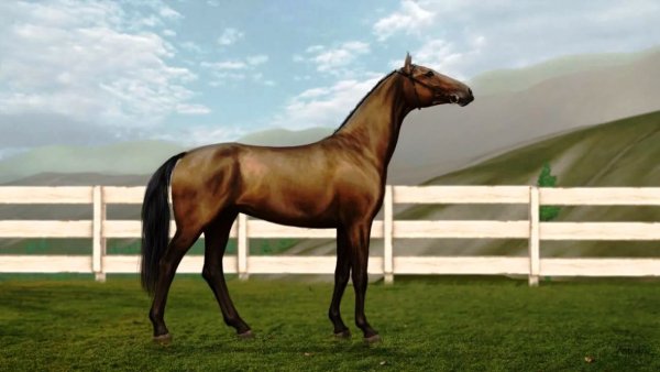 Лошадь Ахалтекинская 1