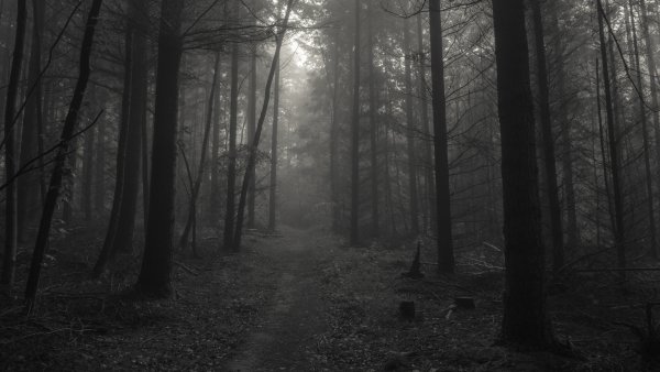 Les-derevia-tropinka-priroda-cherno-beloe-monokhrom-monochro