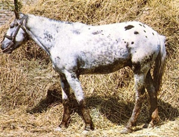 Новая киргизская (3)