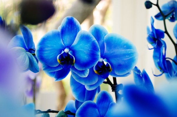 Blue Orchid