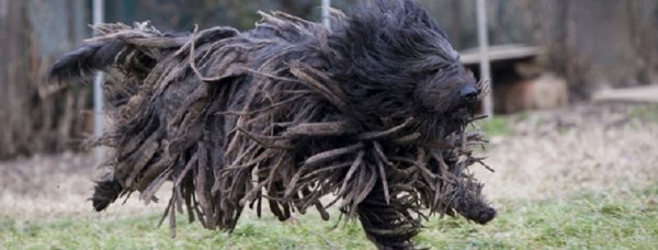 Бергамаско, Бергамская овчарка (3)