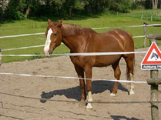 Бранденбургская (3)