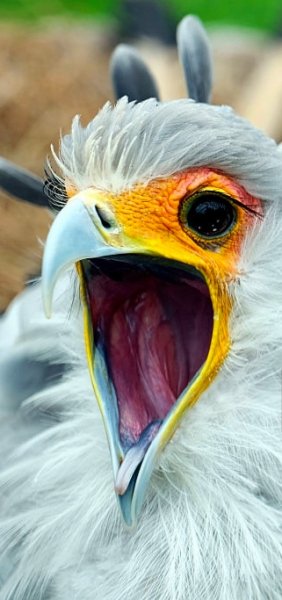 Птица-секретарь