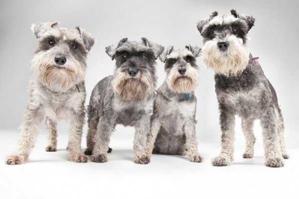 Миттельшнауцер (2)