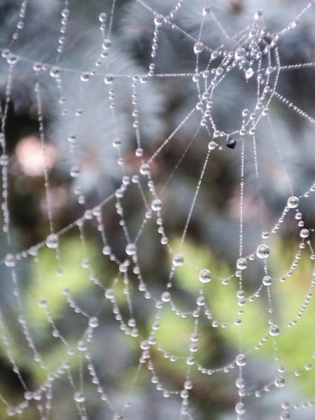 Осенняя паутина