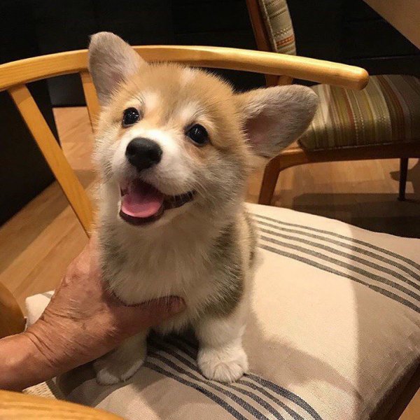 Коржик Маленький