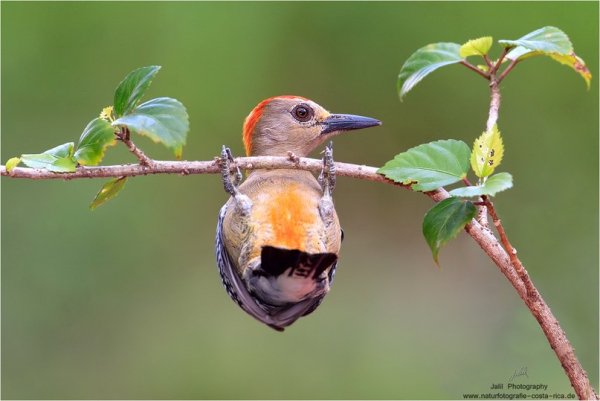 Дятел Хофманна