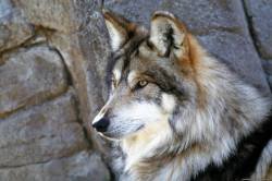 file_52518583