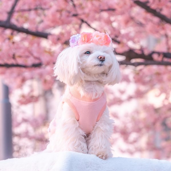 Tp Pet211115002