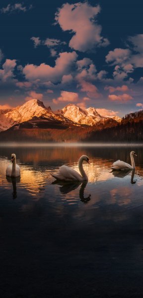 Birds wallpaper 3453