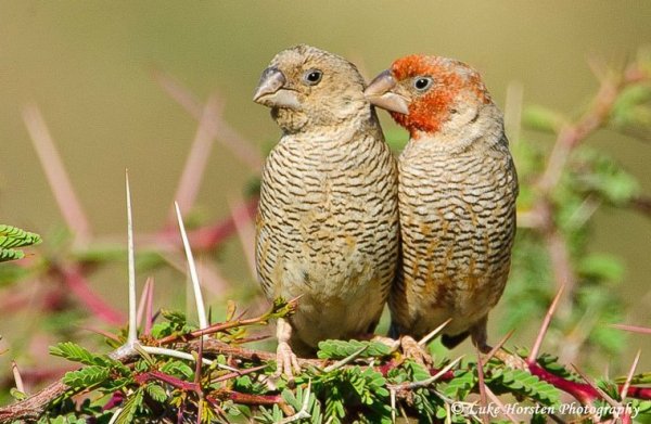 Красноголовые амадины Amadina erythrocephala