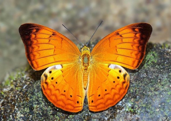 bp6ajKUOawc