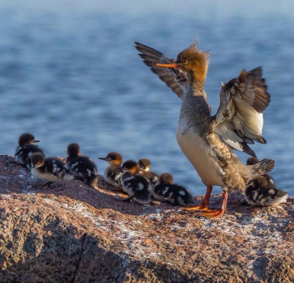 Средний крохаль Red-breasted Merganser