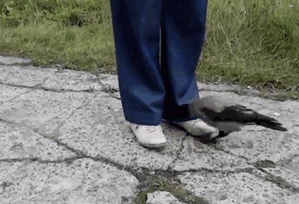 Вороны очень умные