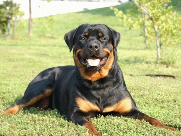 Ротвейлер (Rottweiler)