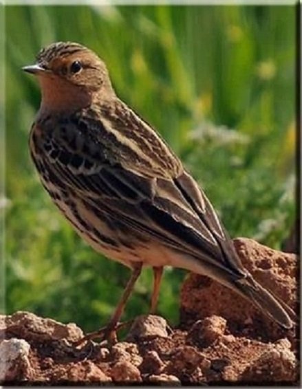 Лесной конёк (2)