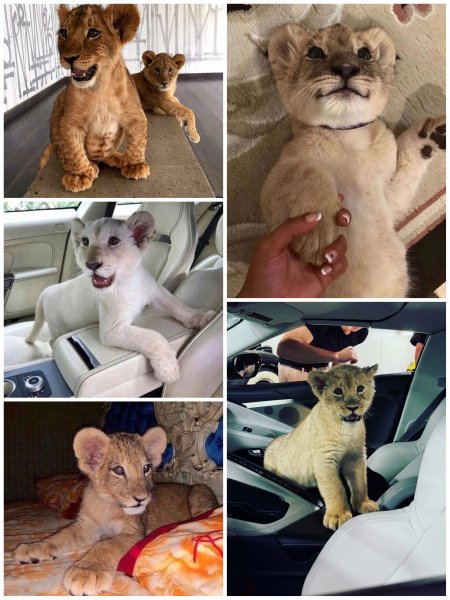 Львята!!!