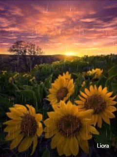 file_62245444