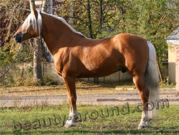 Хафлингеры