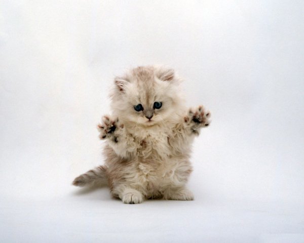 Котэ обои ПК