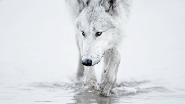 Wallpapers 3588