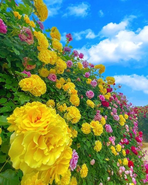 file_99798749