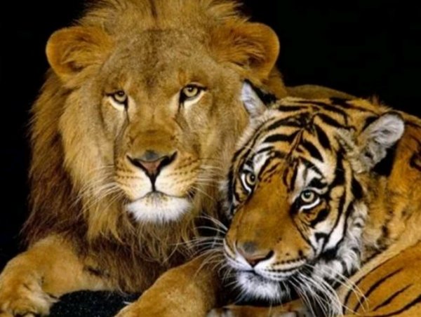 IMG 20190128 165115 132