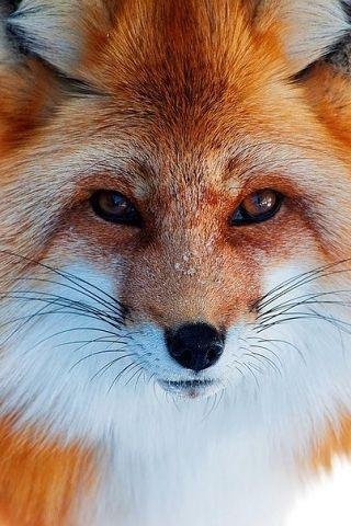 file_56683434