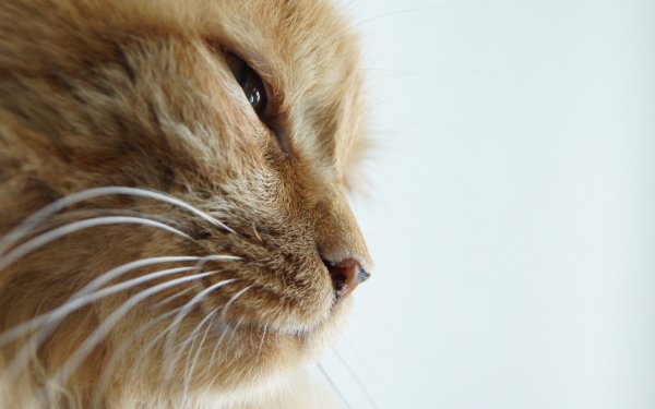 Animals Cats Muzzle old ginger cat 10052