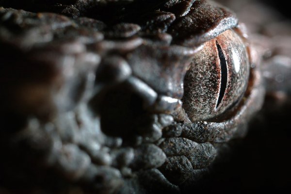 Змеи обои ПК