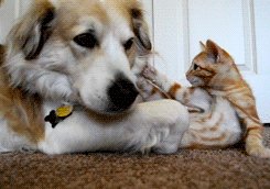Собака и кот