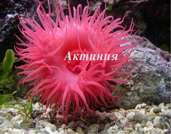 Морские анемона