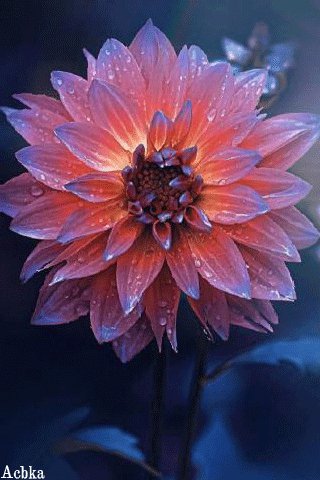 file_93599856