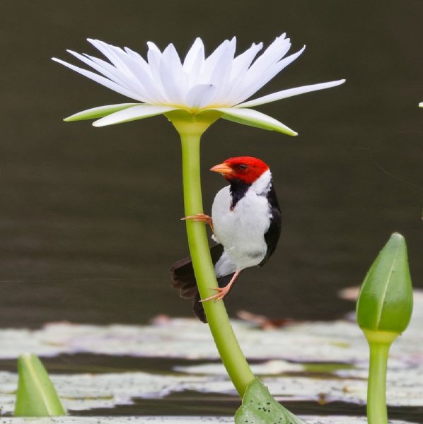 Желтоклювая кардиналовая овсянка