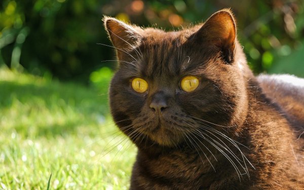 усы чёрный кот котяра глазища..file
