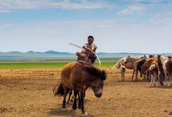 Лошадь Монгольская