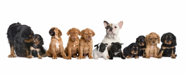 Dogs-Many-White-background-Puppy-Bulldog-Spaniel