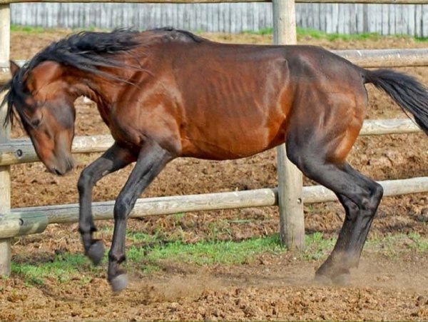 Каспийский пони (3)