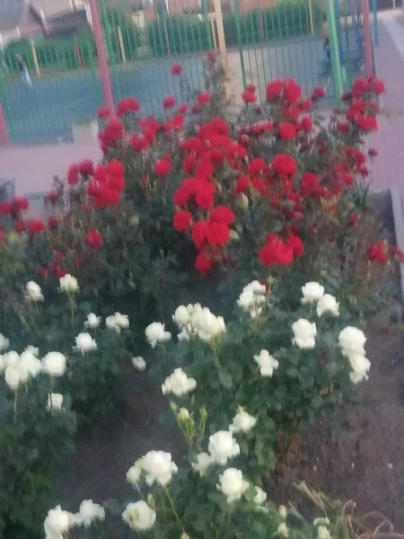 IMG 20240603 203734