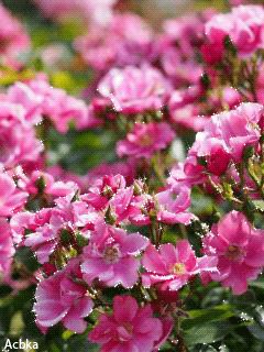 file_59391083