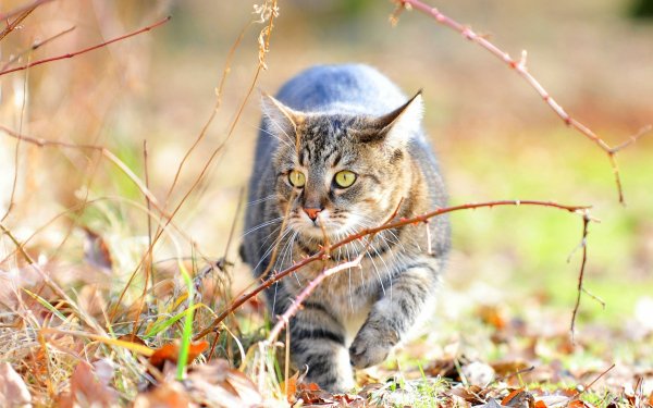 кот котяра кошка..file