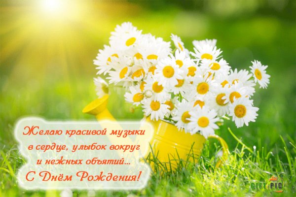 с днём рождения.ромашки