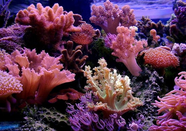 Кораллы