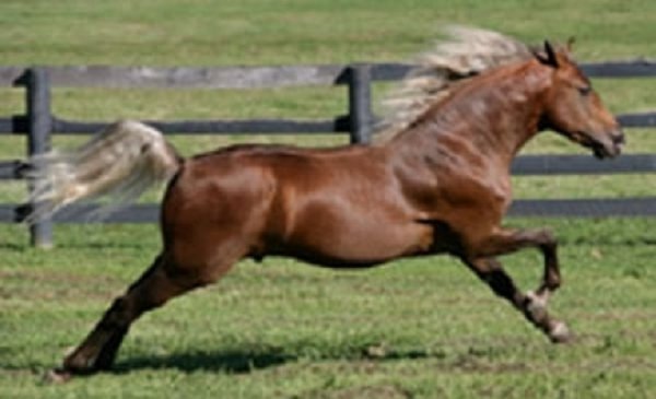 Роки Маунтин (3)