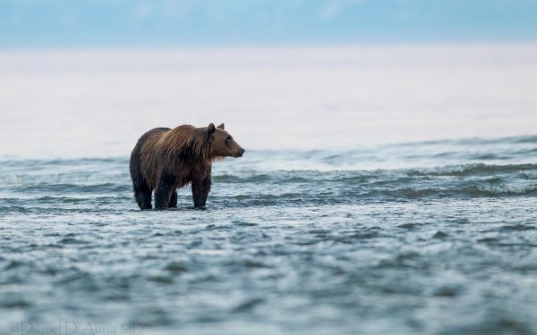 медведь озеро вода..file