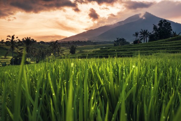 Bali-indonesia-rice-field