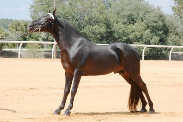 Теннессийская прогулочная порода лошадей